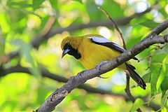 Jamaican Oriole